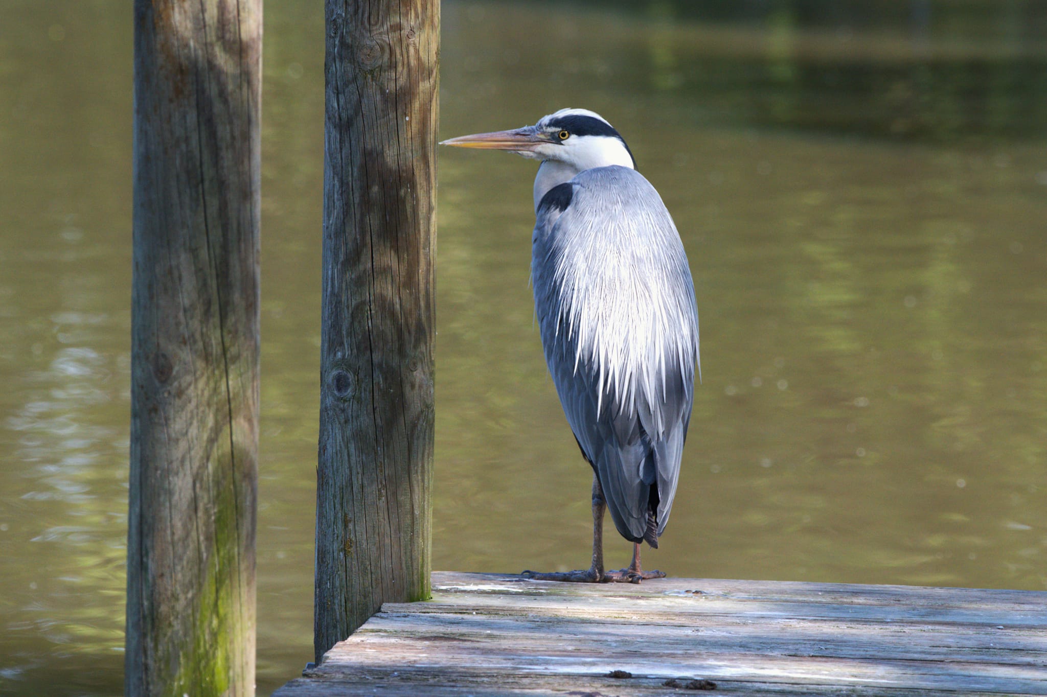 Grey heron on top of a tree